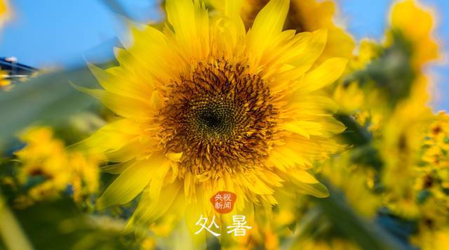 谷雨诗句古诗大全_谷雨诗_谷雨诗会