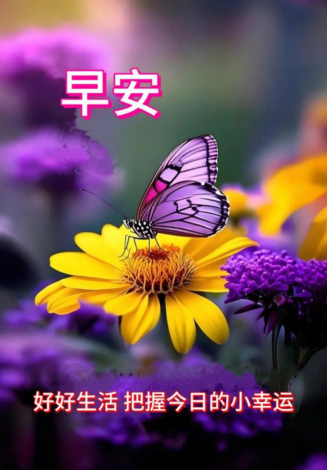 索菲莉尔_菲莉丝·艾利斯_索菲莉尔价格